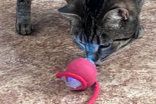 Reklama slibovala lovce, realitou je demoliční četa. Bzučící koule vyhnala mé kocoury až na strop - Médium.cz