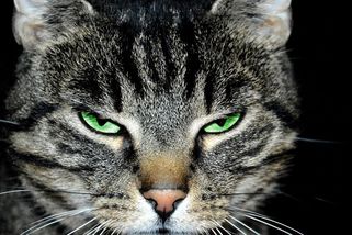 Souboj se sousedovic kočkou prohrávám na plné čáře. Vztek střídá zoufalství - Médium.cz