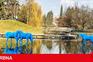 ANKETA: Modří koně v Šimkových sadech budí vášně. Jedni jsou nadšení, jiní nechápou