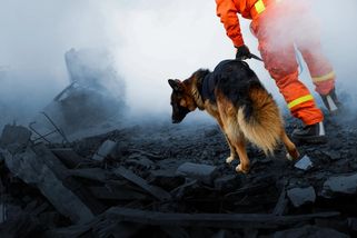 koktejl | KVÍZ: Bez nich by to nešlo. Co víte o záchranářských psech?