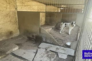 Říká se mu koncentrák pro psy. Policie prověřuje útulek u Kladna, který platí město