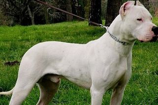 S přehledem zabije pumu. Argentinská doga je nebezpečným psem, který disponuje smrtící silou - Médium.cz