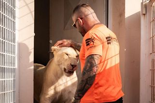 Nahlédnutí do Vémolandu: lvice, přežraní krokodýli, žralok i „štěkající“ papoušek