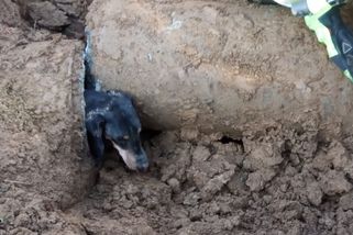 Jezevčík Vajda z jihu Čech byl 27 hodin uvězněný v podzemí. Zachránil jej až bagr - Novinky