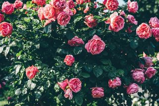 Jarní péče o růže: Jak si zajistit záplavu květů v následujících měsících - Novinky