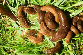 Zbavte se slimáků, aniž byste hnuli prstem. Tohle je jejich přirozený zabiják a pokud je i na vaší zahradě, máte vyhráno