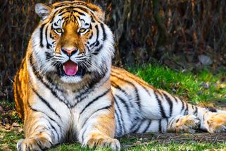 Do zlínské zoo přicestoval nový tygr ussurijský. Jmenuje se Ambasador a je z Německa