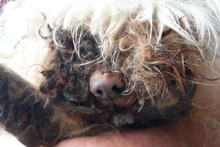 Zuboženého pejska museli utratit. Majitelku čeká pokuta - Novinky