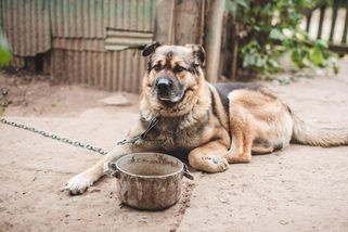 Konec psů na řetězu. Dlouhodobé uvazování bude v Česku zakázané - Seznam Zprávy