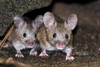 iReceptář | Hliníková fólie v boji s hlodavci: Alobal funguje jako levná a netoxická bariéra