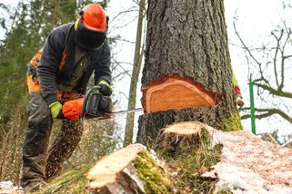 Lesy jako klimatický trezor? Vědci chtějí ukládat uhlík do arktického oceánu