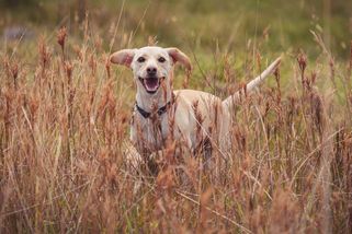 Venčíte psa na volno po polích či v lese? Pak porušujete zákon a může vás čekat tučná pokuta - Médium.cz