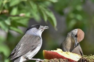 Ptákem roku 2026 je pěnice černohlavá - Novinky