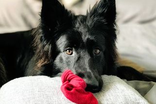 Proč psi kradou ponožky a spodní prádlo? Většinou z lásky - Médium.cz