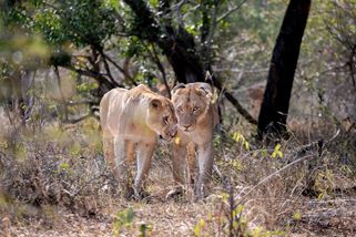 Dotyk | Dojemný příběh slepé lvice Josie. Dcery se o ni staraly do poslední chvíle, dožila se 17 let