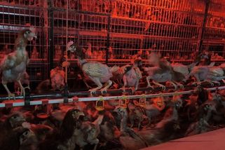 Vyhublé slepice bez peří, vzájemný kanibalismus. Veterináři zasahovali v chovu na Brněnsku - Novinky