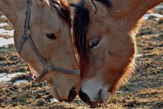 Kůň na talíři: zdravější než hovězí, ale stále tabu - Médium.cz