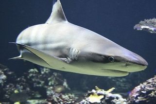 Ke smrtelnému útoku žraloka v Marse Alam 29. prosince 2024 - Médium.cz