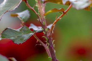 Jak na mšice přírodní cestou? Ochránit zahradu jde i bez chemie - Novinky