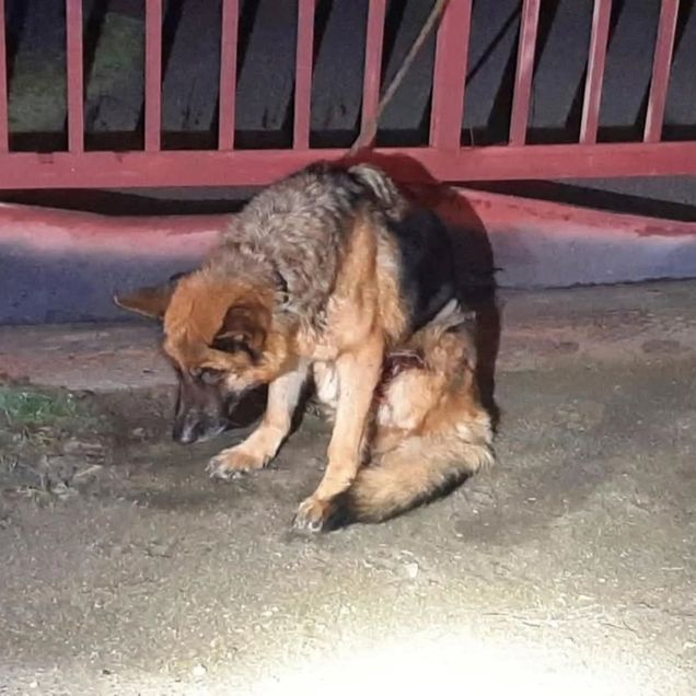 ŽÁDÁME VYŠŠÍ TRESTY ZA TÝRÁNÍ ZVÍŘAT