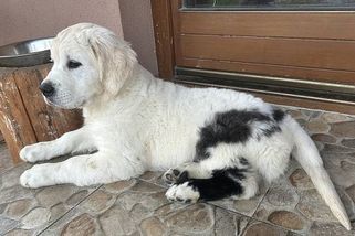 Retrívr Edík vypadá jako výstřelek AI. Jeho zbarvení je u nás i ve světě raritou