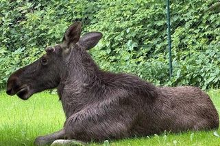 Putování losa Emila končí, bude uspán a převezen na hranice s Českem - Echo24.cz