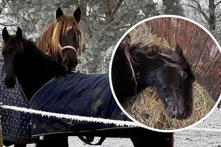 jezdci.cz/clanky/na-vysocine-uhynula-pri-novorocnich-oslavach-brezi-klisna-kone-panikarili