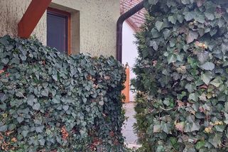 Břečťan na zahradě: Na co si dát pozor a kde ho nejlépe pěstovat?