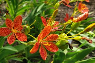 Proč si vypěstovat angínovník: Pro krásu, ale i na pomoc se záněty nebo aftami - Proženy.cz