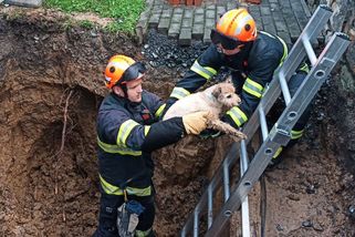 Pes na Moravě utekl před supercelou. Ráno ho našli v hluboké jámě - Novinky