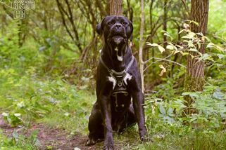 V lese na Českokrumlovsku někdo nechal uvázaného psa - Novinky