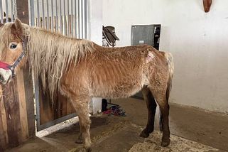 Zanedbaní koně: Dvě kobylky nepřežily, ostatní čeká dlouhá léčba