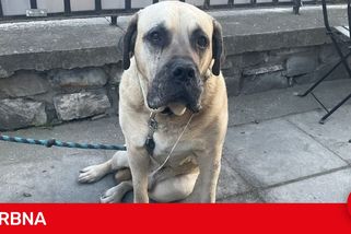 Muž z Řepčína zapomněl psa v hospodě a po noční usnul. Posmutnělý kamarád na něho vytrvale čekal