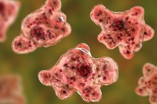 Ve Štúrovu se nepotvrdil výskyt mozkožravého parazita, který zabil 11letého chlapce - Novinky