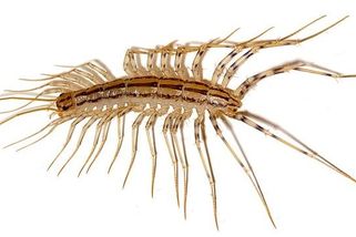 Děsivá stonožka se usazuje i v Česku. Je jedovatá a může měřit až 10 cm. Strašník je přitom užitečný - Médium.cz