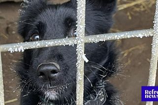 Proti psímu koncentráku se bude o víkendu demonstrovat. Na záchranu čeká kolem 50 psů