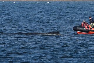 Velryba, která dvakrát uvázla na severu Německa, pluje volně mořem - Seznam Zprávy