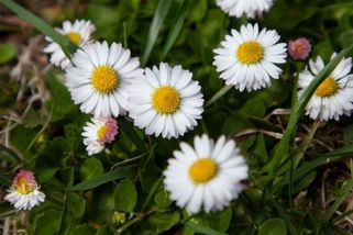 Sedmikrásky v trávníku neznačí nic dobrého. Odbornice vysvětluje proč