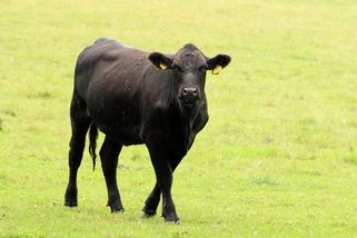 Neznámý útočník posekal na Havlíčkobrodsku krávy mačetou - Novinky