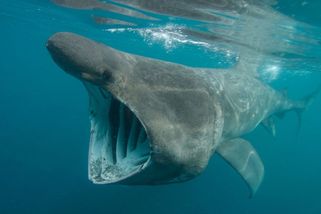 Obří žralok kroužil kolem člunu u chorvatského pobřeží. Rybář jej natočil - Novinky