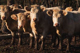 České lesy jsou plné krav, zemědělci totiž našli nový trik - Seznam Zprávy