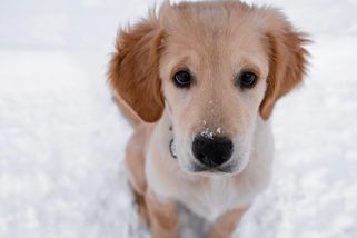 A je to tu zase. Když se z chlupatého vánočního dárku stane problém - Médium.cz