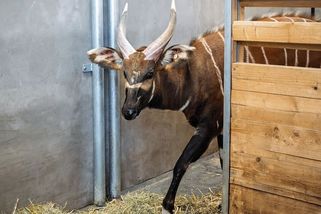 Čtyři samci bonga horského se vrátí z Evropy do Keni - Novinky