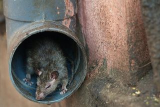 Lidé si pletou krysy a potkany: Poradíme, jak je rozeznat
