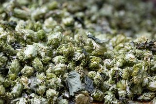 Rusko zvažuje desetinásobné clo na české či německé pivo - Novinky