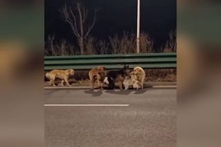 Parta sedmi psů v Číně zřejmě utekla řezníkovi. Video z jejich společné cesty domů ohromilo internet - Novinky