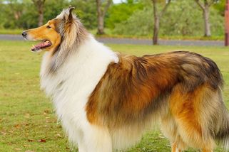 Zázračný pes Bobbie: věrný kříženec urazil téměř 4 800 km, aby nalezl svého ztraceného pána - Médium.cz