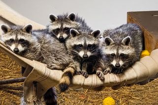 Boj proti mývalům je dalším vítězstvím myslivecké lobby - Médium.cz