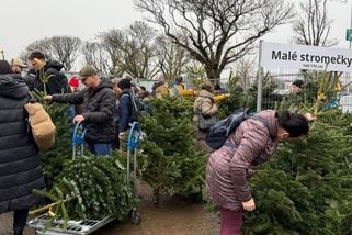 prahain.cz/zivot-ve-meste/pravou-vanocni-rvacku-zazijete-v-ikea-bojuje-se-tu-o-jedlicky-25712.html