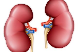 Nejčastější zlozvyky, které výrazně poškozují ledviny. Pokud je děláte, okamžitě s nimi přestaňte, radí lékař!